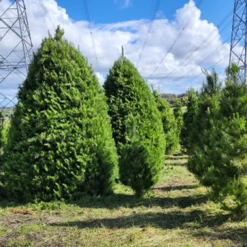 narre warren 3 nov new website images 016